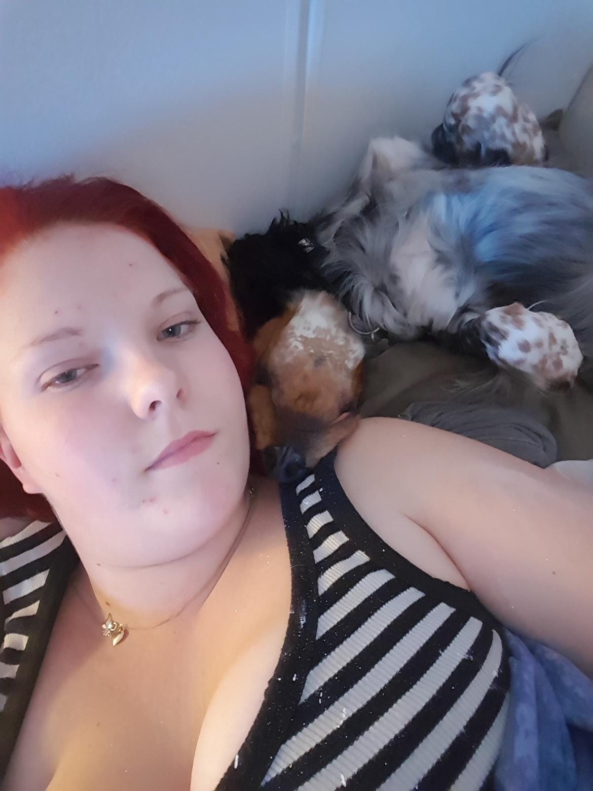 Cocker spaniel Joey billede 13