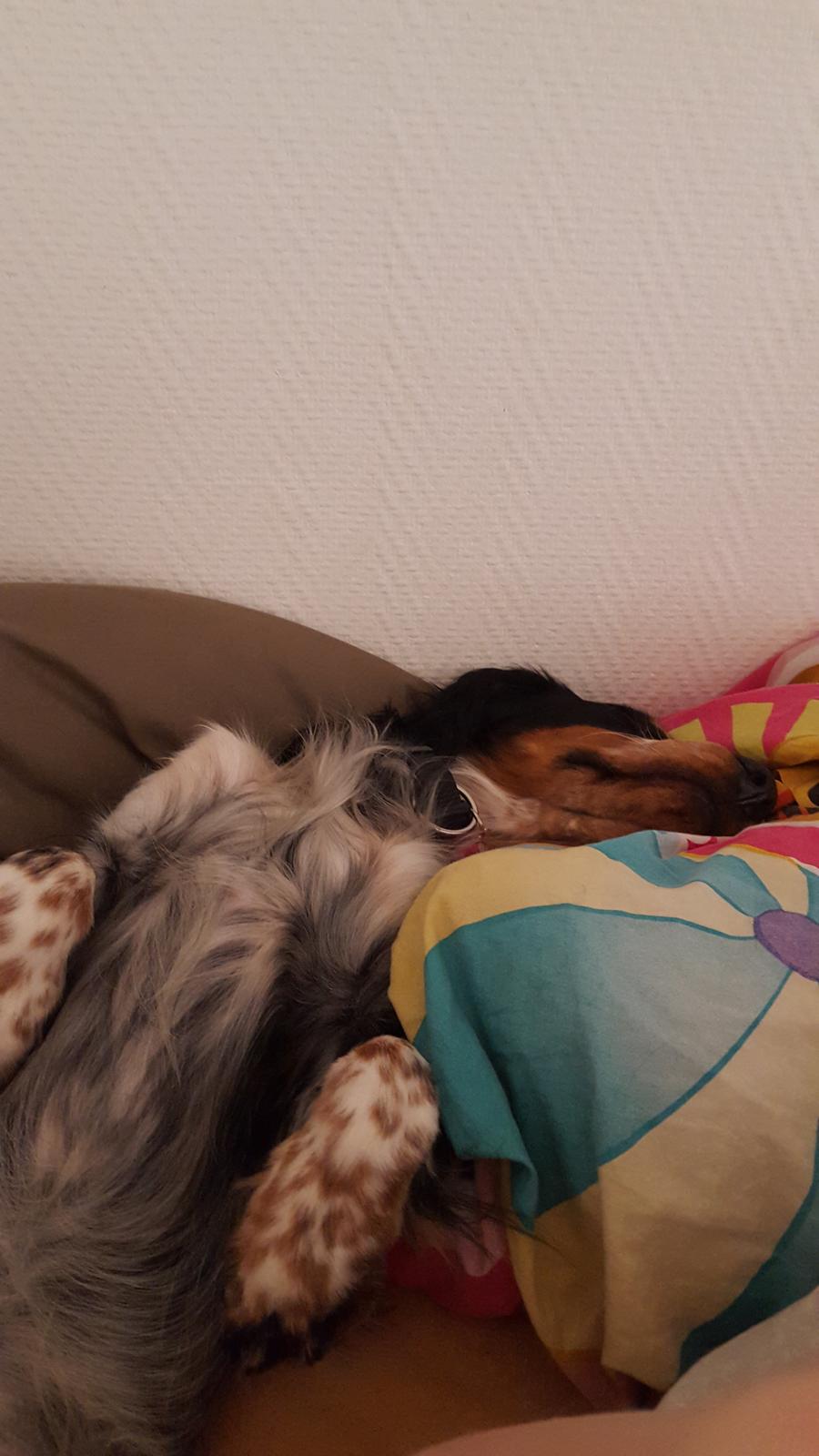 Cocker spaniel Joey billede 14