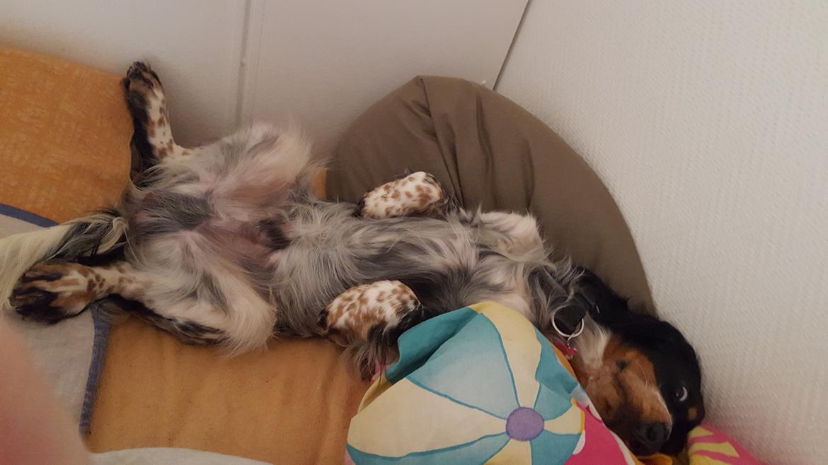 Cocker spaniel Joey billede 15