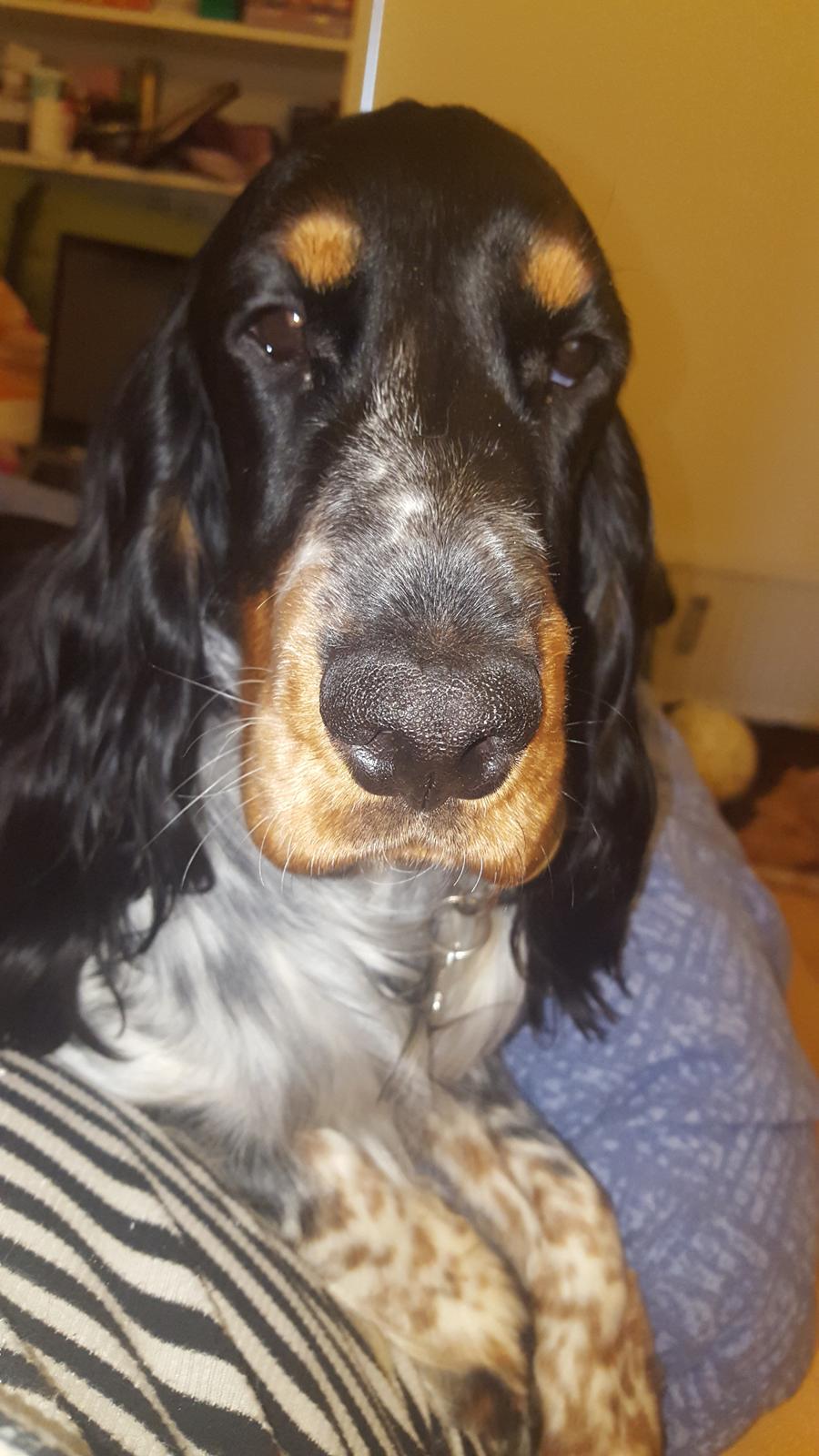 Cocker spaniel Joey billede 16