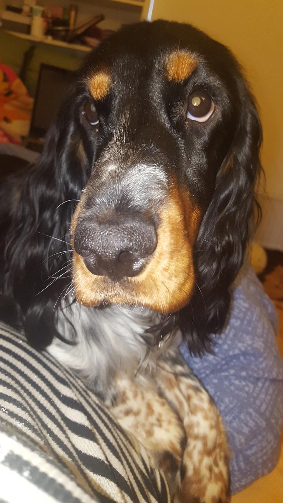 Cocker spaniel Joey billede 17