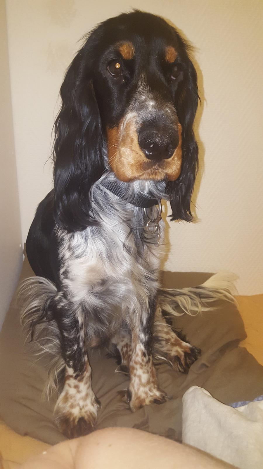 Cocker spaniel Joey billede 18