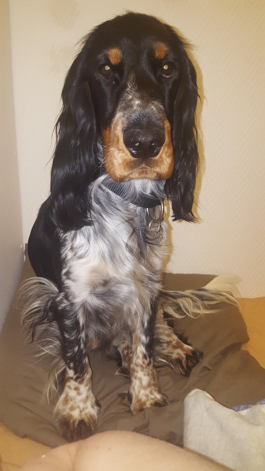 Cocker spaniel Joey billede 19