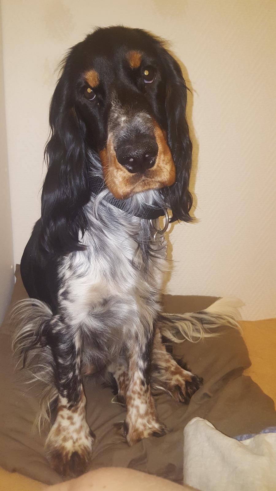 Cocker spaniel Joey billede 20