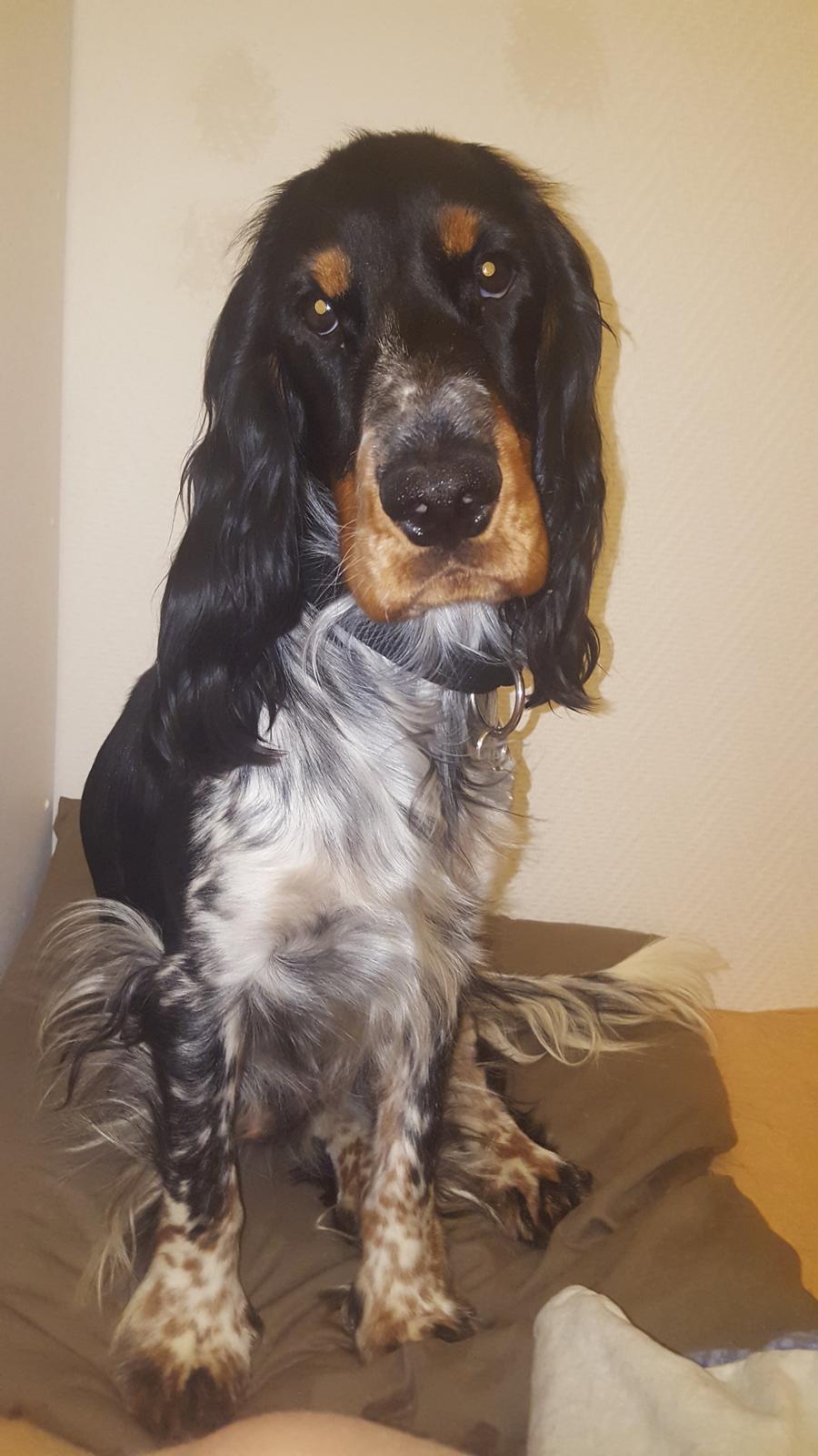 Cocker spaniel Joey billede 21