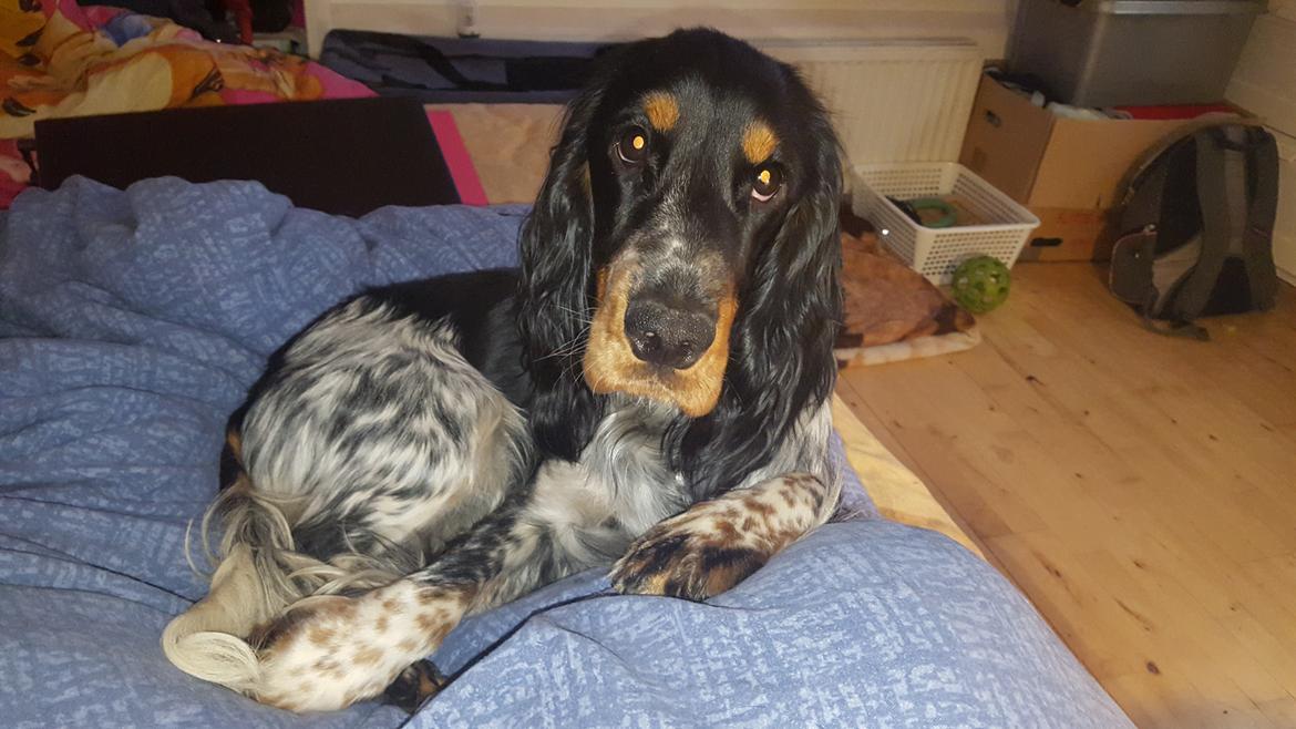 Cocker spaniel Joey billede 22