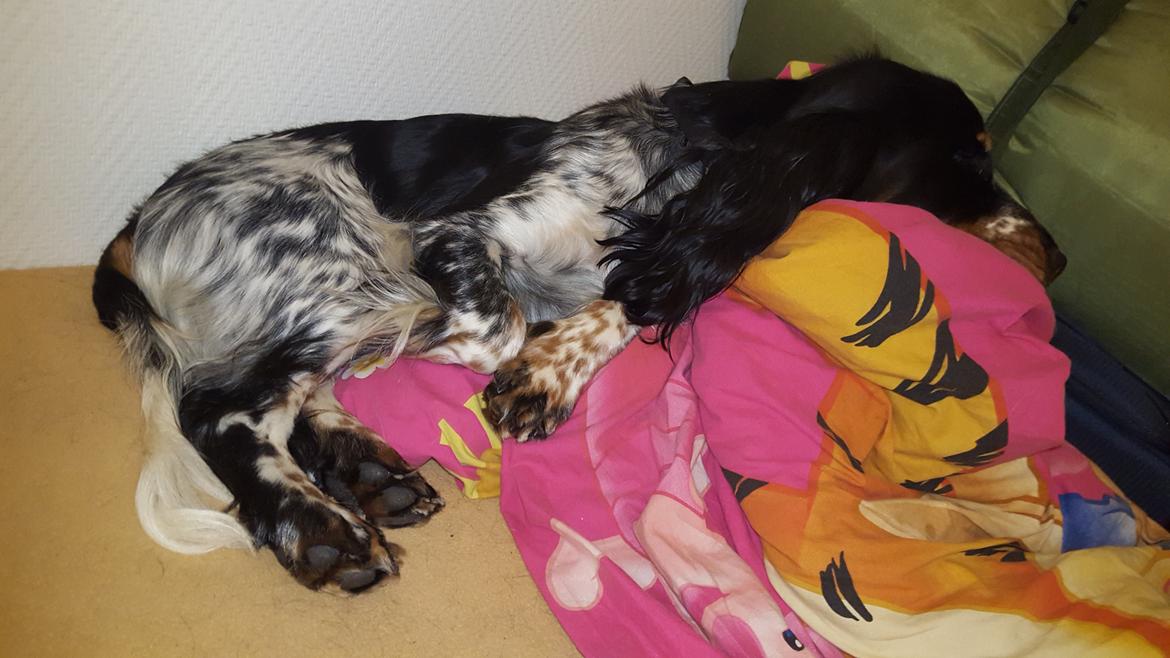 Cocker spaniel Joey billede 24