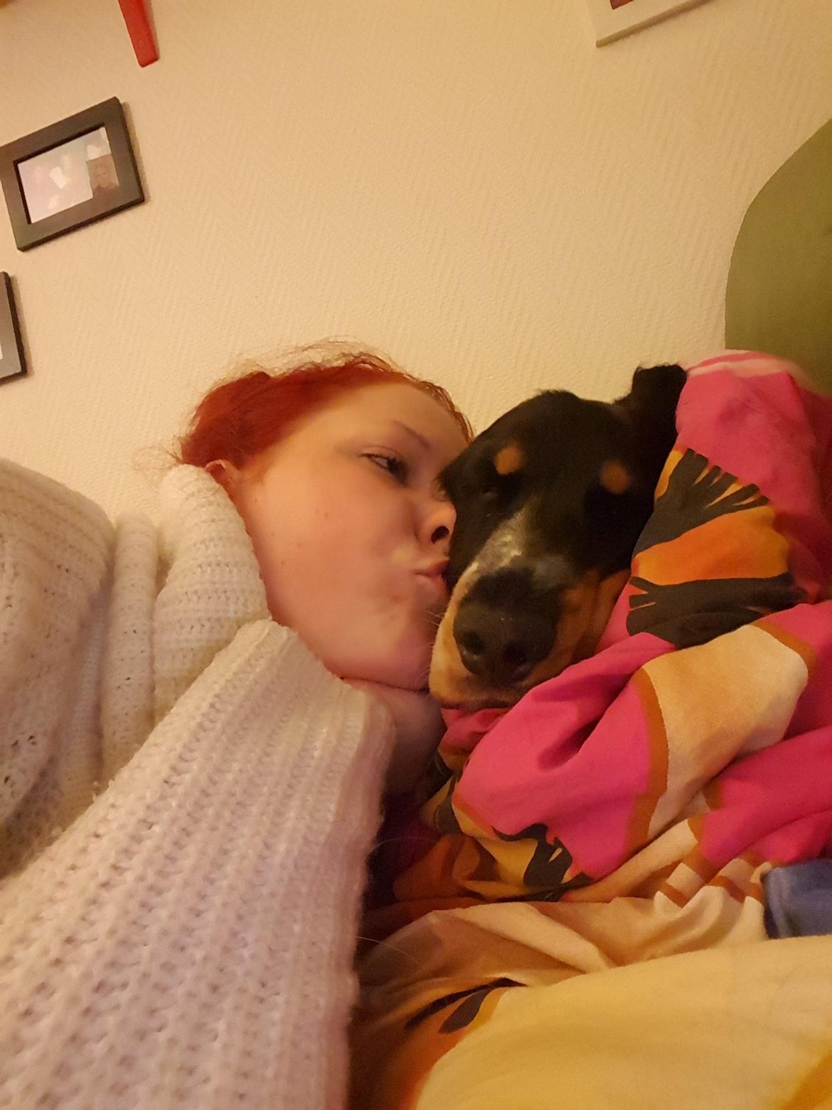 Cocker spaniel Joey billede 25