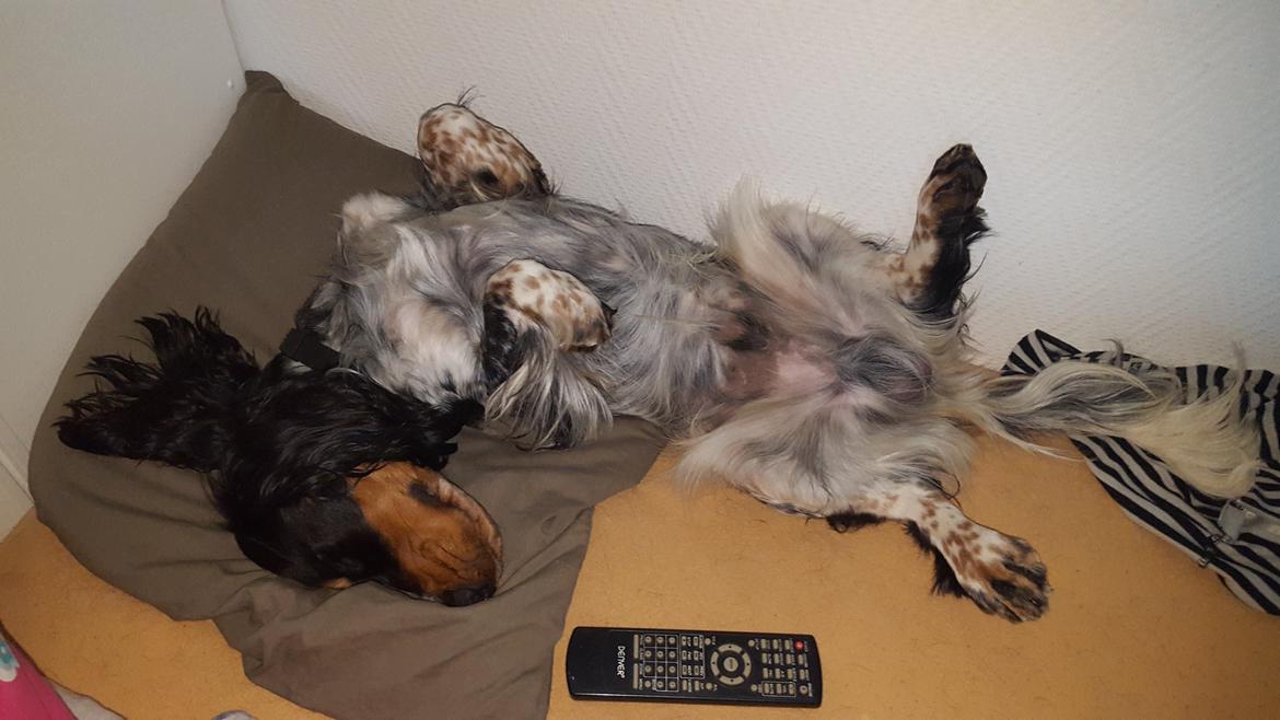 Cocker spaniel Joey billede 26