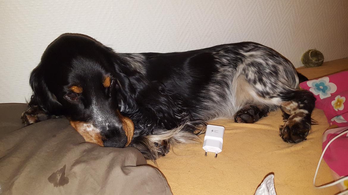 Cocker spaniel Joey billede 12