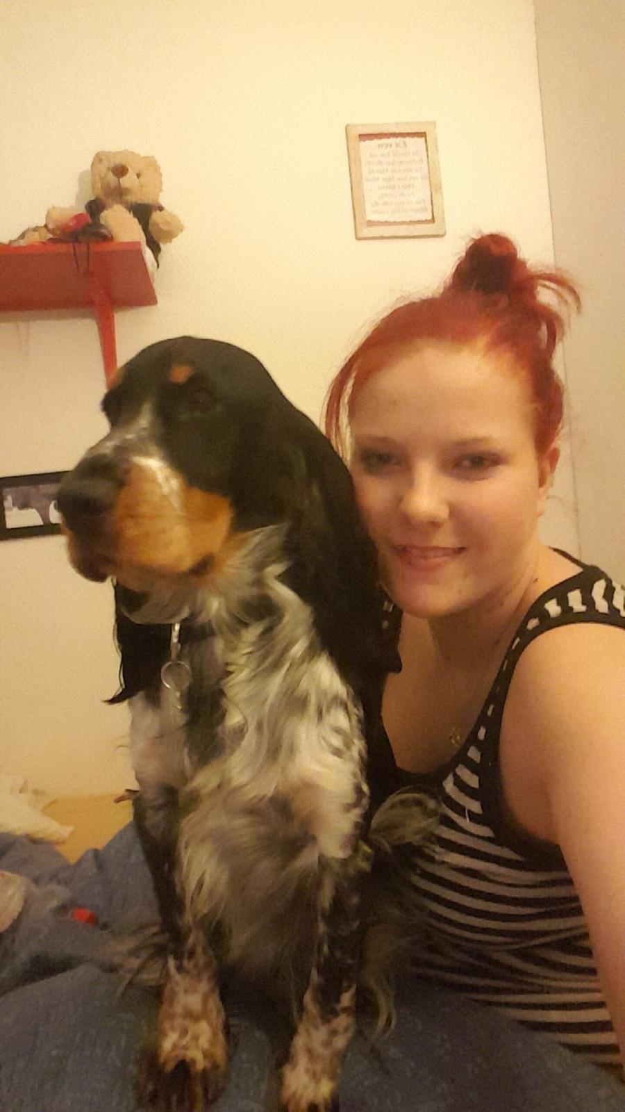 Cocker spaniel Joey billede 28