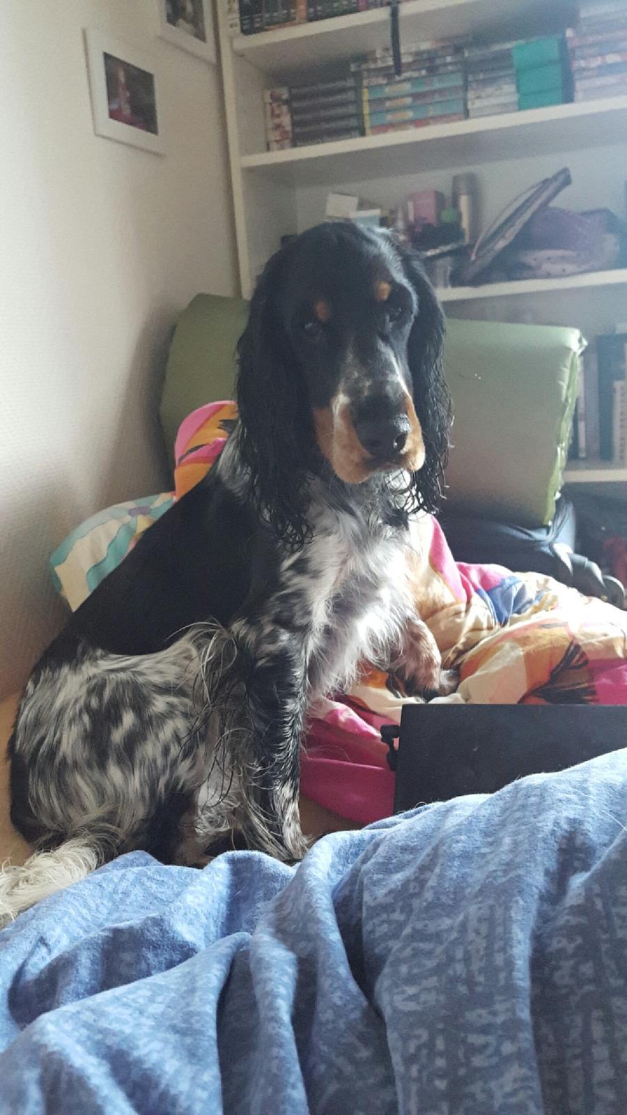 Cocker spaniel Joey billede 29