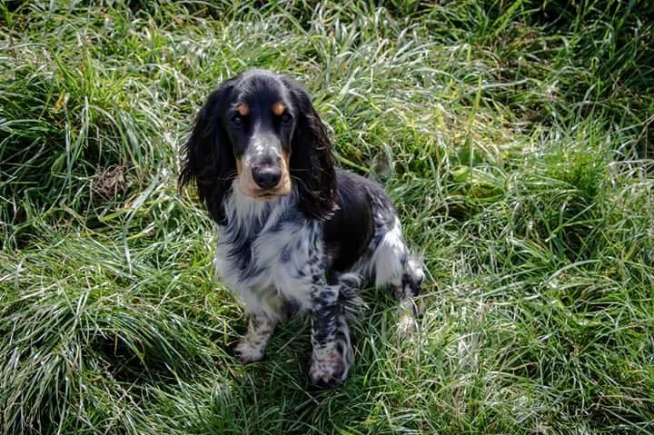 Cocker spaniel Joey billede 27