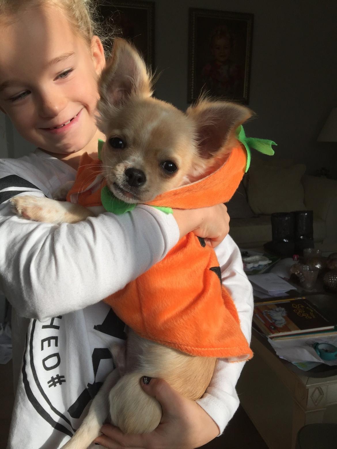 Chihuahua Manøs Oluf (Olaf) billede 5