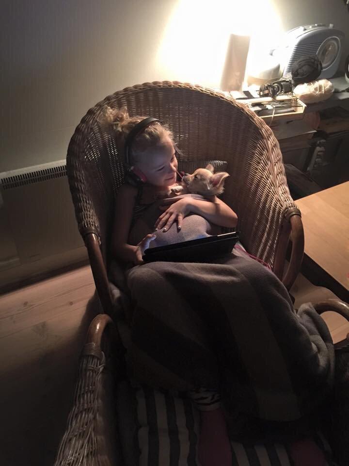 Chihuahua Manøs Oluf (Olaf) billede 7