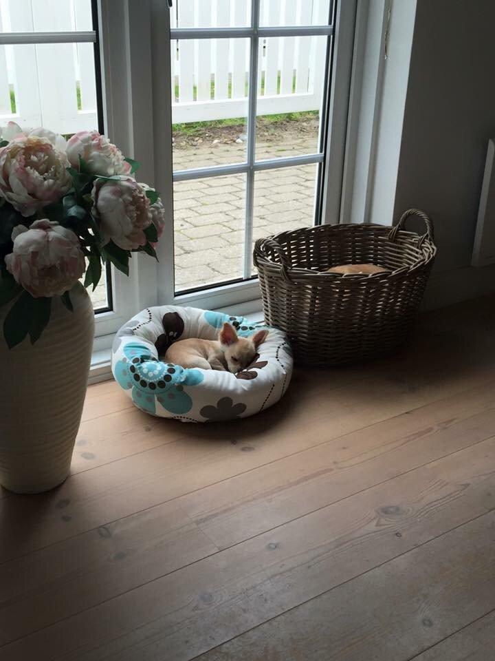 Chihuahua Manøs Oluf (Olaf) billede 8