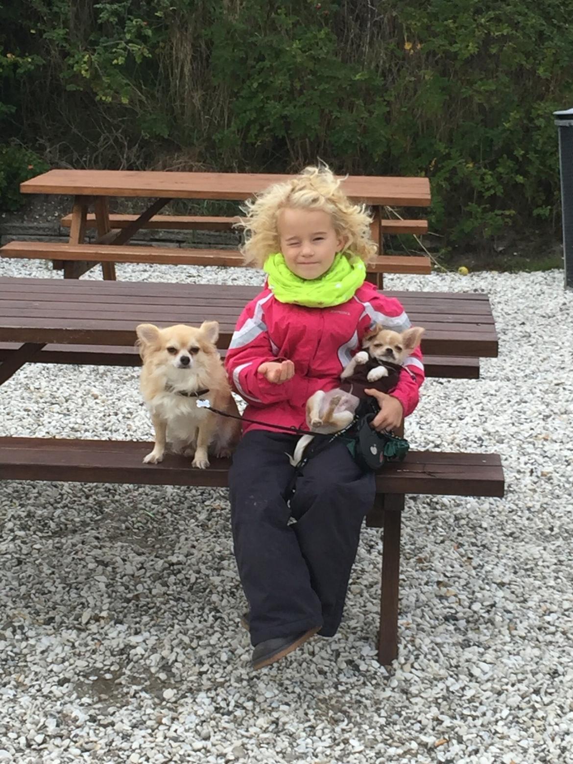 Chihuahua Manøs Oluf (Olaf) billede 9