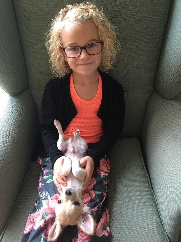 Chihuahua Manøs Oluf (Olaf) billede 11