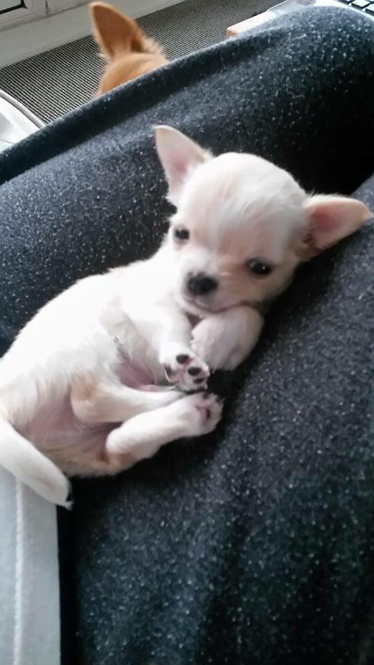 Chihuahua Manøs Oluf (Olaf) billede 12