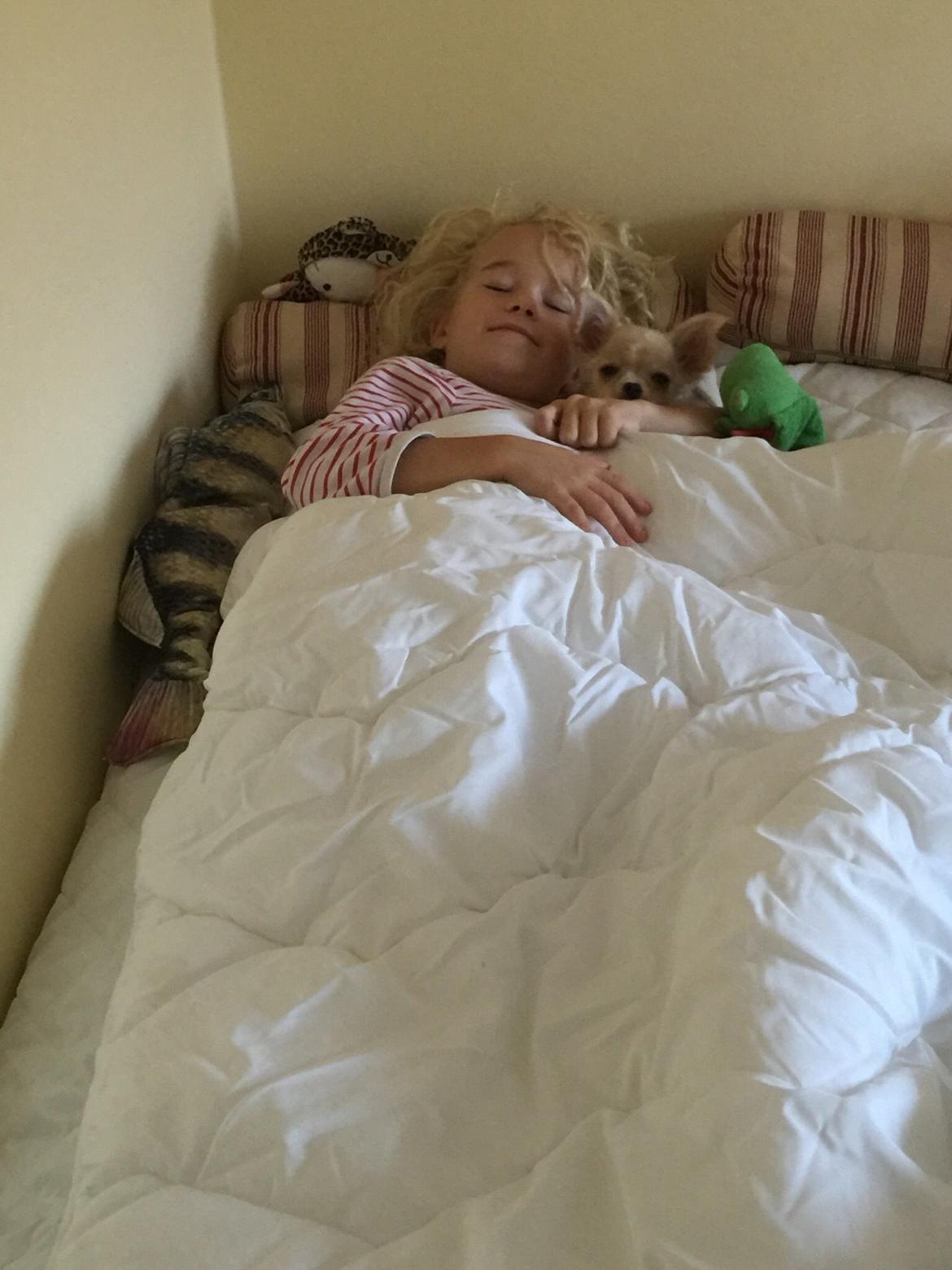 Chihuahua Manøs Oluf (Olaf) billede 10