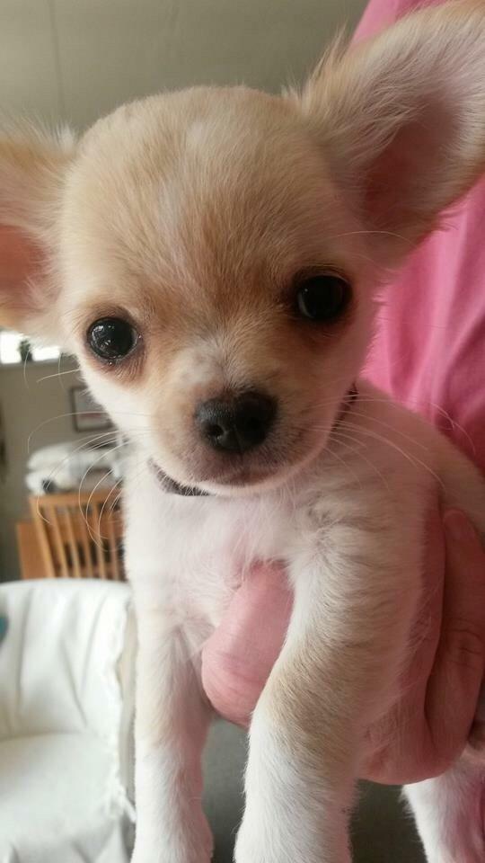 Chihuahua Manøs Oluf (Olaf) billede 14