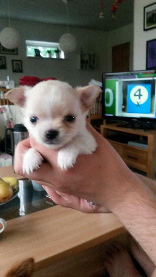 Chihuahua Manøs Oluf (Olaf) billede 15