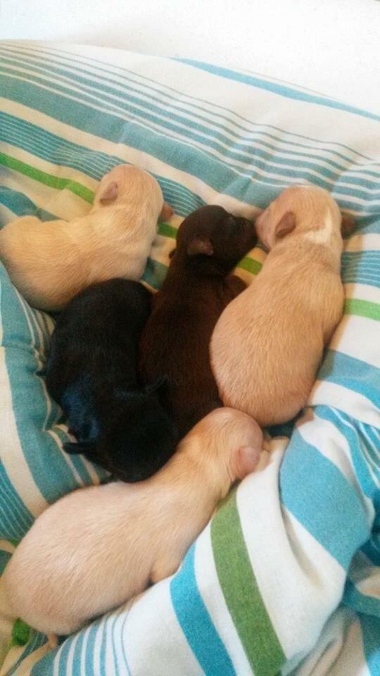 Chihuahua Manøs Oluf (Olaf) billede 16