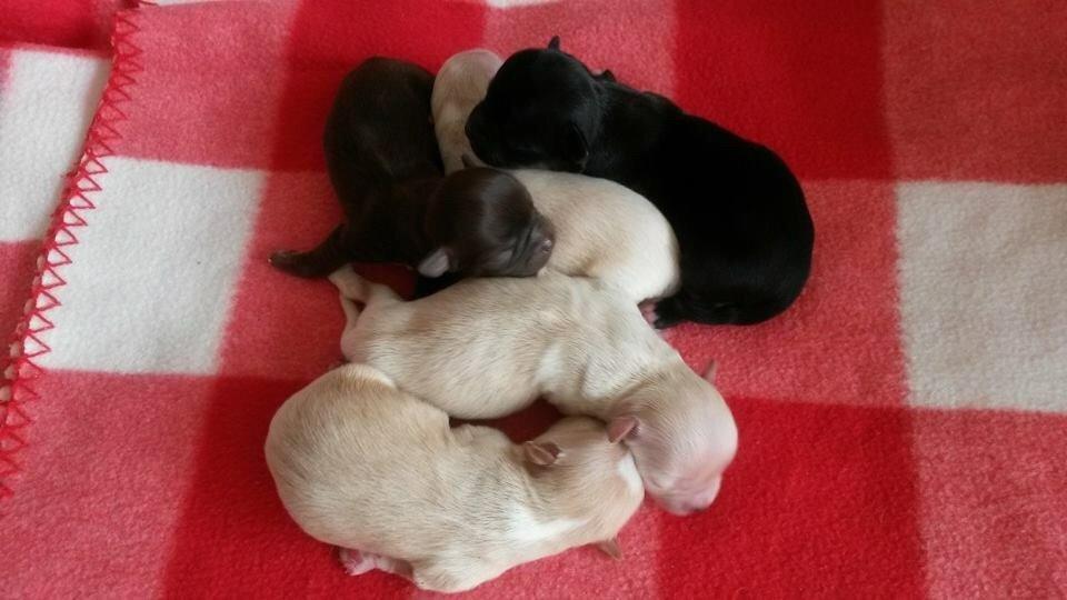 Chihuahua Manøs Oluf (Olaf) billede 17