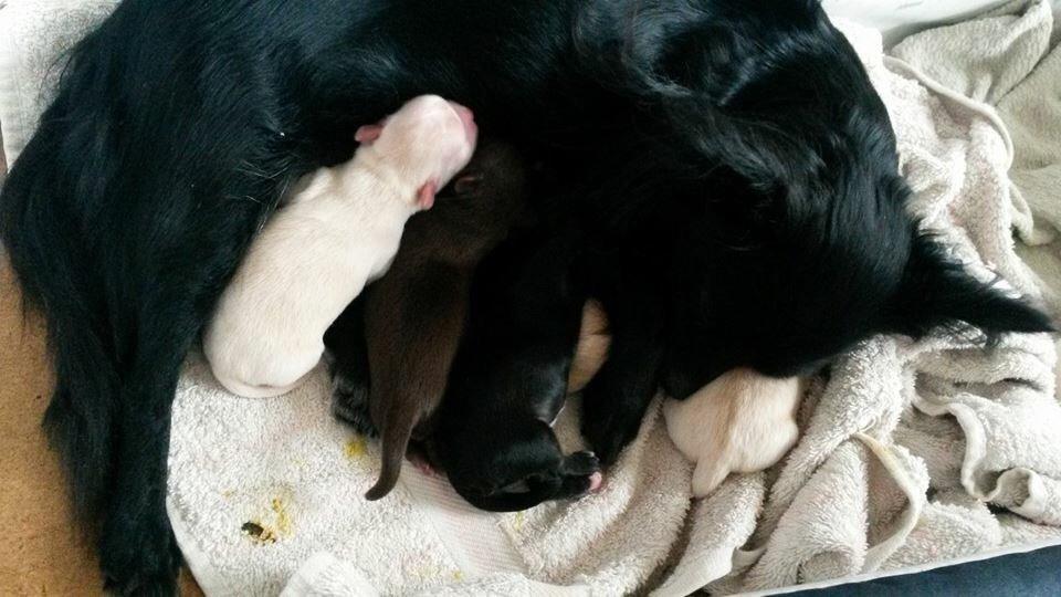 Chihuahua Manøs Oluf (Olaf) billede 18