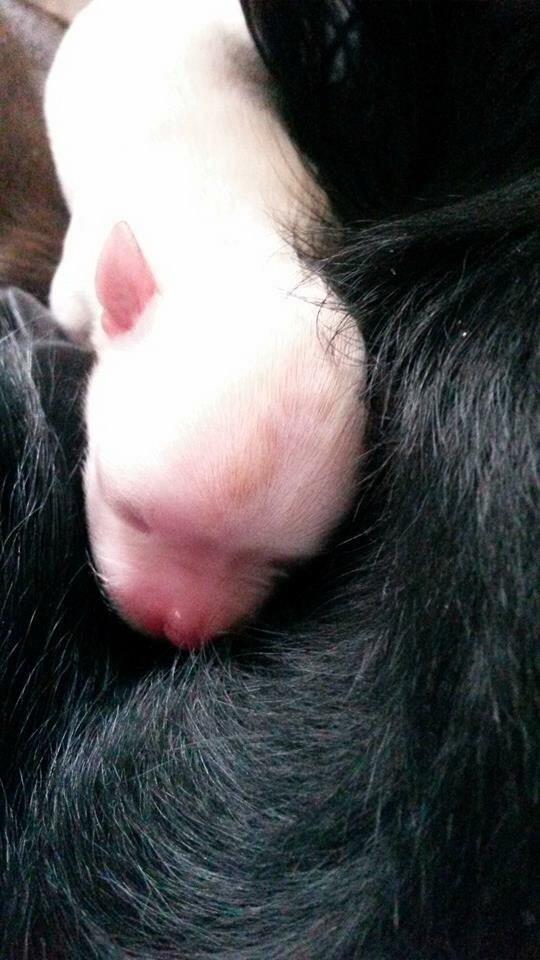 Chihuahua Manøs Oluf (Olaf) billede 19