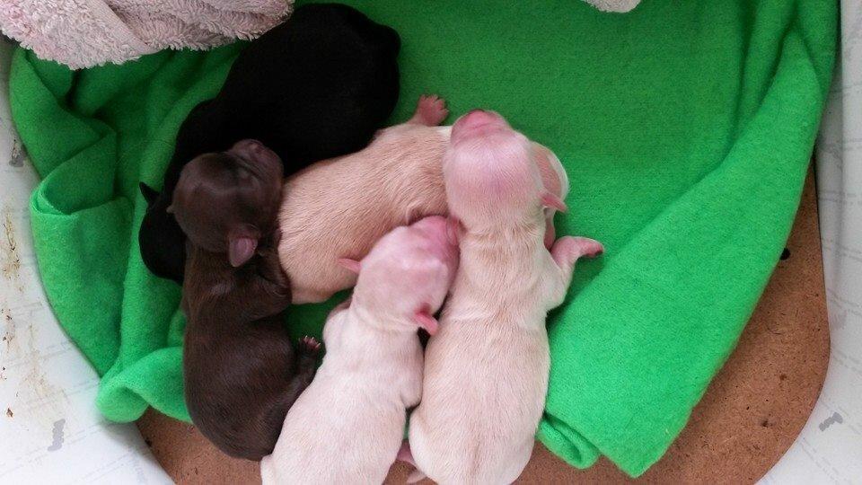 Chihuahua Manøs Oluf (Olaf) billede 20