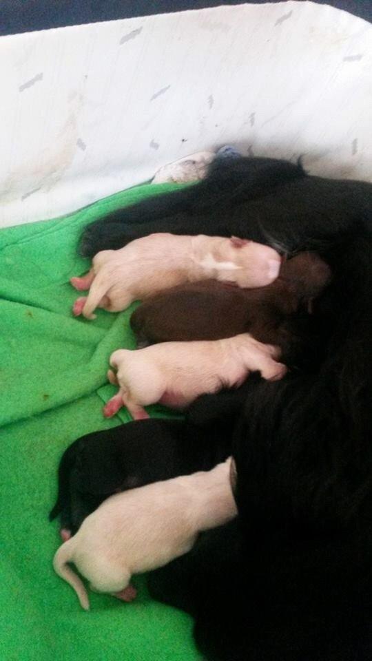 Chihuahua Manøs Oluf (Olaf) billede 21