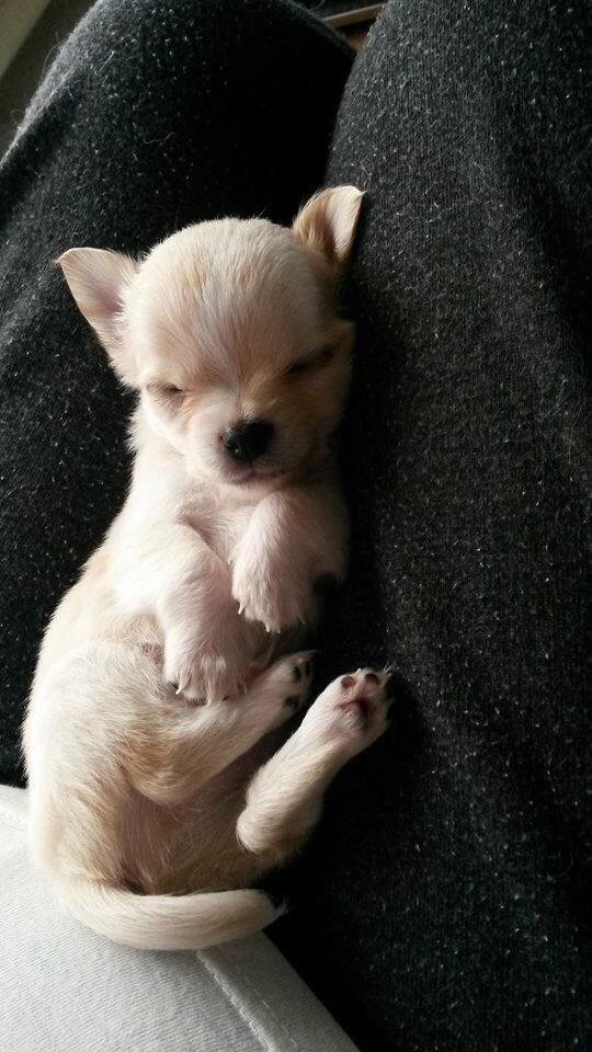 Chihuahua Manøs Oluf (Olaf) billede 13