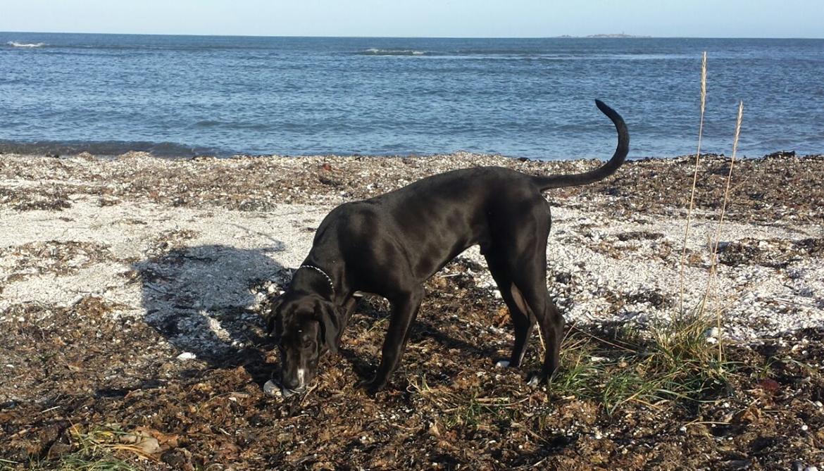 Grand danois Diego billede 6