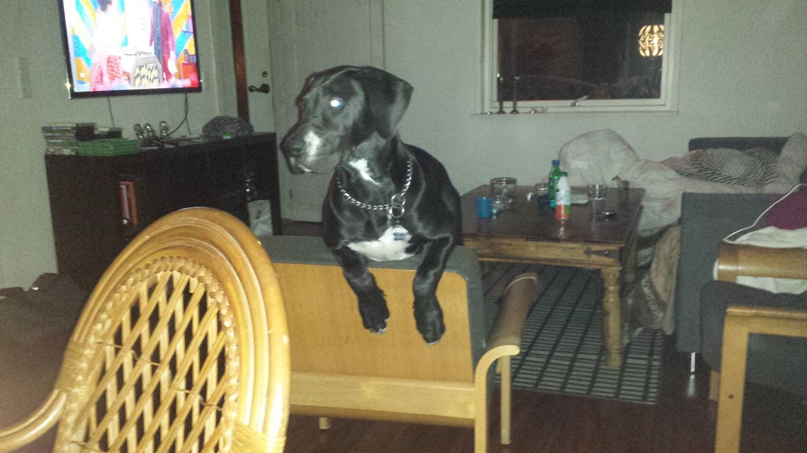 Grand danois Diego billede 7