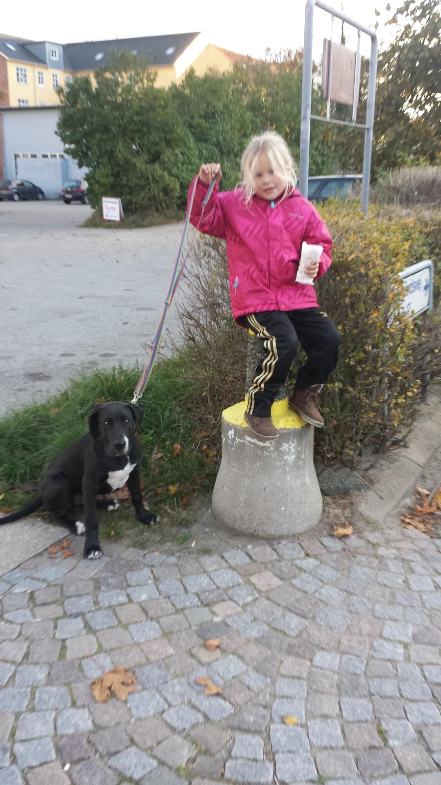 Grand danois Diego billede 8