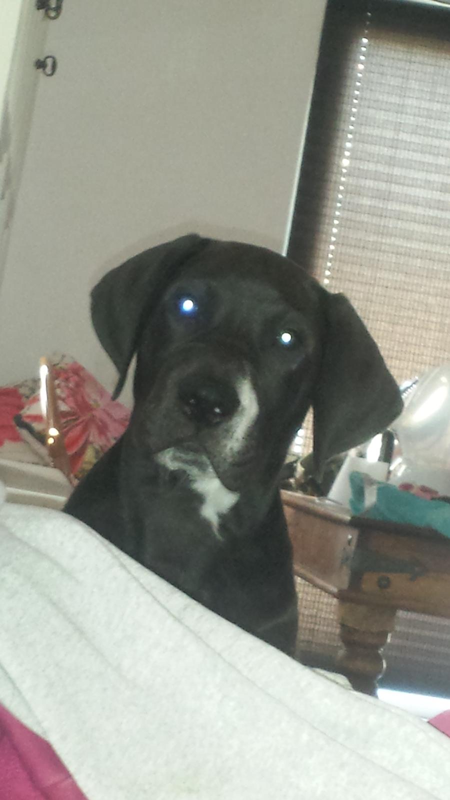 Grand danois Diego billede 9