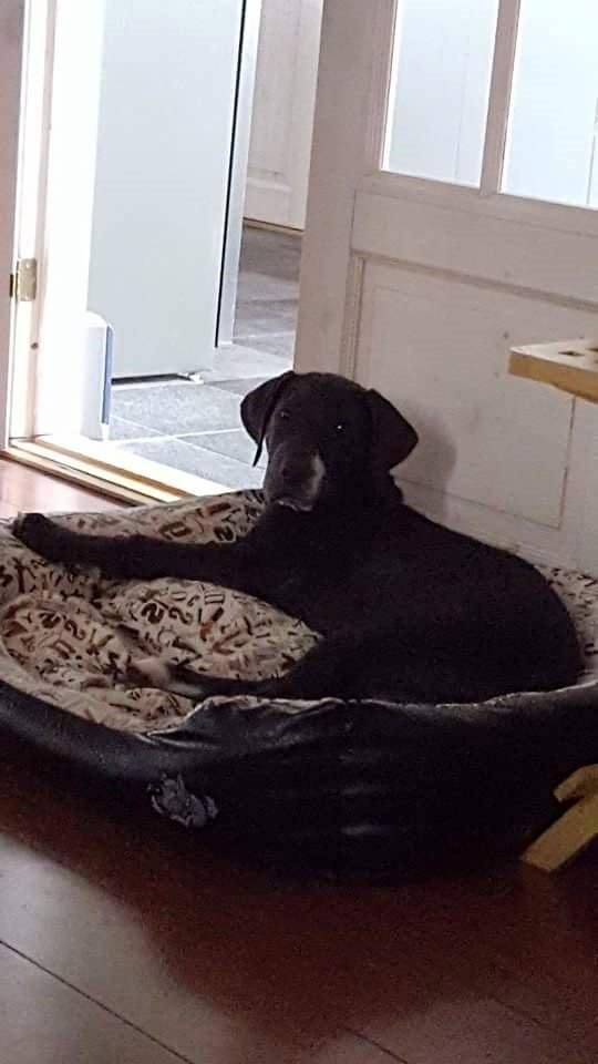 Grand danois Diego billede 10