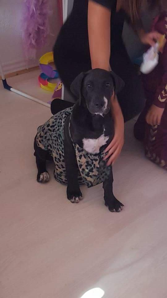 Grand danois Diego billede 11