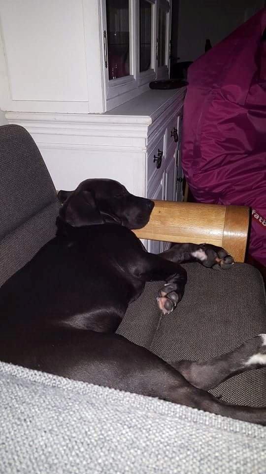 Grand danois Diego billede 12