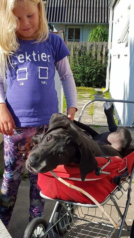 Grand danois Diego billede 13