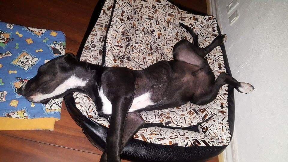 Grand danois Diego billede 14