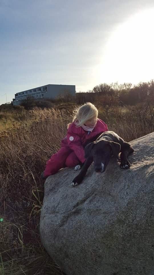 Grand danois Diego billede 15