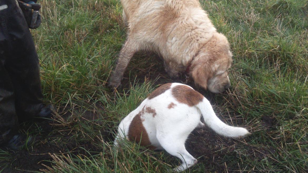 Dansk svensk gaardhund Otto billede 43