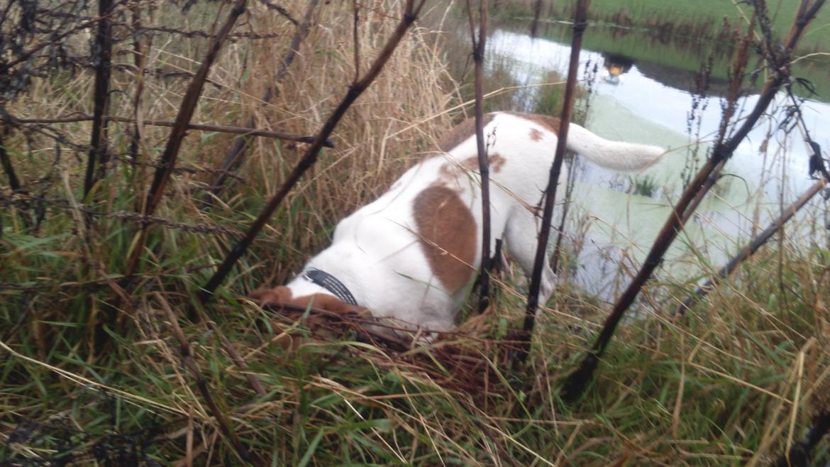 Dansk svensk gaardhund Otto billede 44