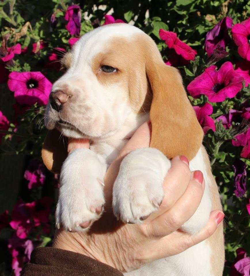 Beagle Marley billede 2