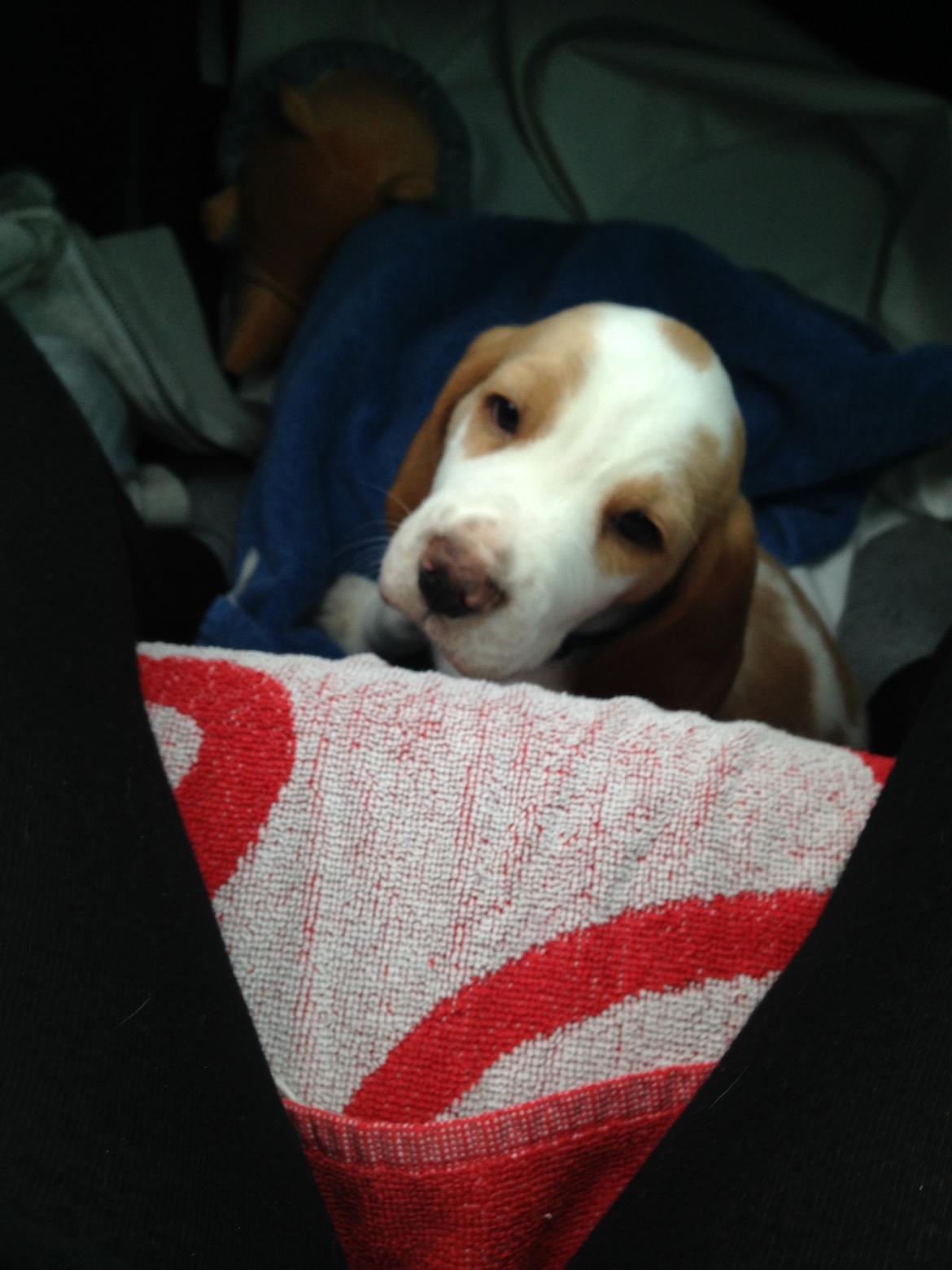 Beagle Marley billede 3