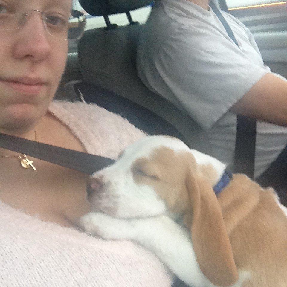 Beagle Marley billede 4