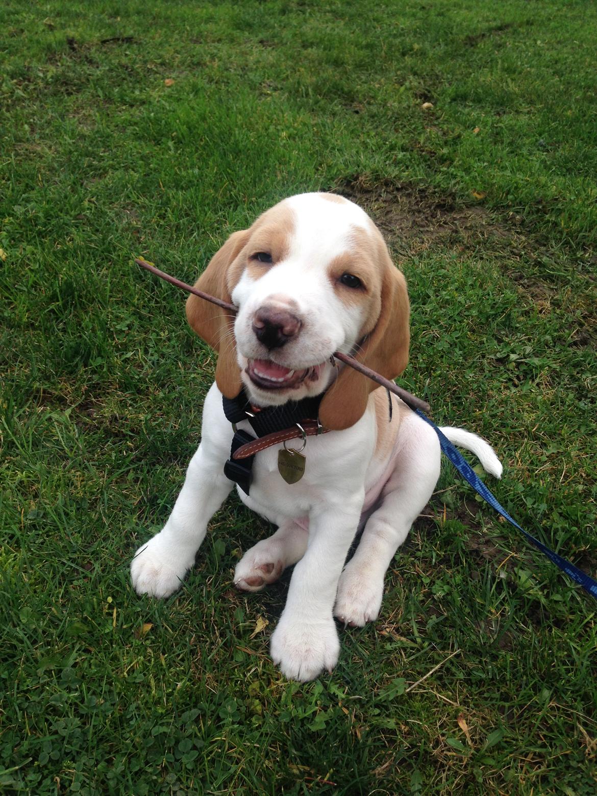 Beagle Marley billede 5