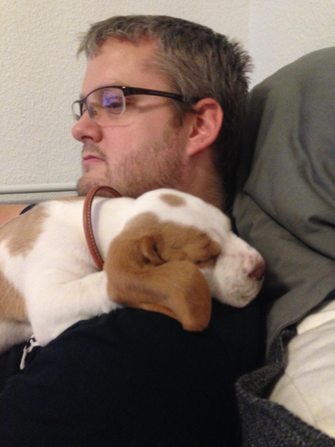 Beagle Marley - Mor & Fars lille putte hund <3 billede 6